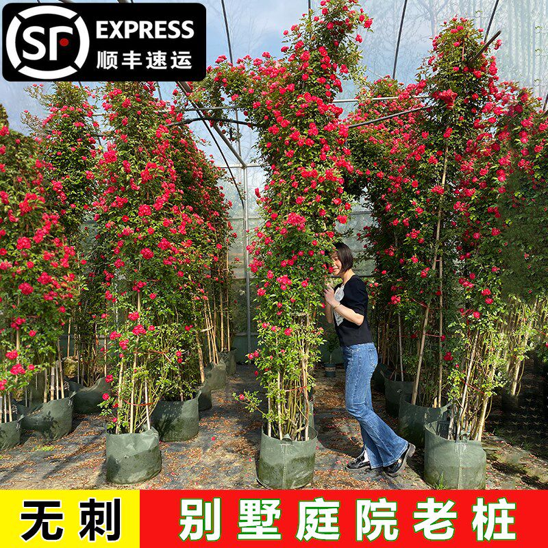 四季红木香花苗爬藤月季无刺带花蔷薇花浓香白黄木香别墅庭院老桩