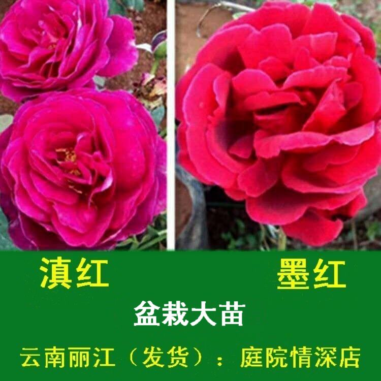 云南墨红滇红大苗食用玫瑰花盆栽重瓣大花浓香四季开花带花苞土球