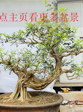 正宗九里香大小盆栽盆景树桩老桩熟桩办公室内阳台庭院绿植花卉