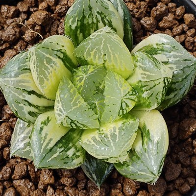 多肉植物十二卷宝莲灯锦6厘米,带原盆土发货,包邮。