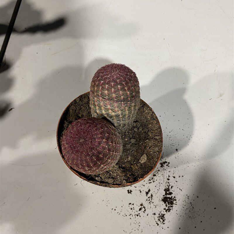仙人球精品红太阳紫太阳多肉植物桌面花卉盆栽