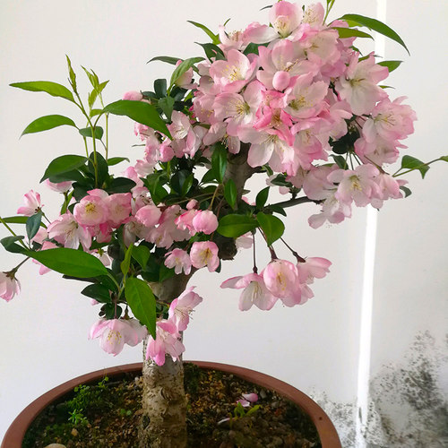 垂丝海棠花盆栽四季开花好养植物盆景老桩海棠花树苗冬季耐寒花卉 - 封面