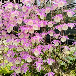 天宫石斛兰 兜唇石斛盆栽兰苗室内阳台庭院吊兰花绿植花卉