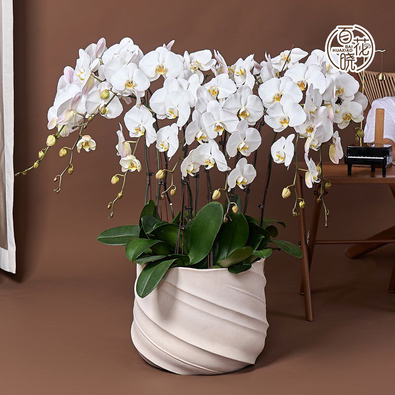 V3 超大白花蝴蝶兰花苗带花剑带花苞四季好养活盆栽客厅室内花卉
