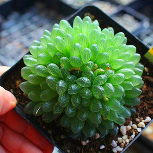 多肉植物蝉翼玉露 豪华盆栽花卉绿植老桩组合超大室内阳台庭院