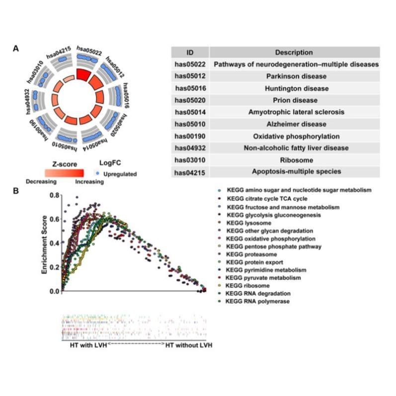 sci生信分析TCGA GEO生信数据挖掘2-5分代做单细胞转录组全套服务