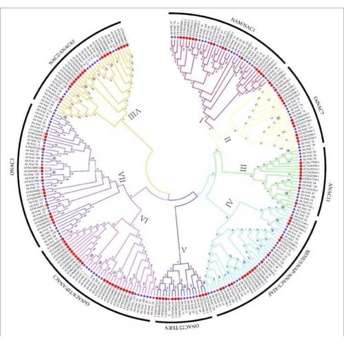 基因家族全套系统进化树绘制Circos设计图绘图生物信息数据分析