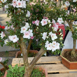 心动黄金杜鹃花