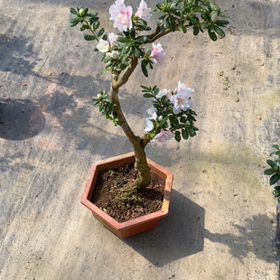 心动黄金杜鹃花