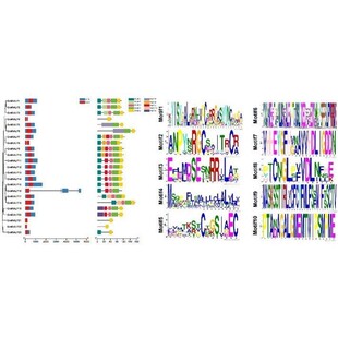 ChIP seq测序分析 seq蛋白结合位点scRNA