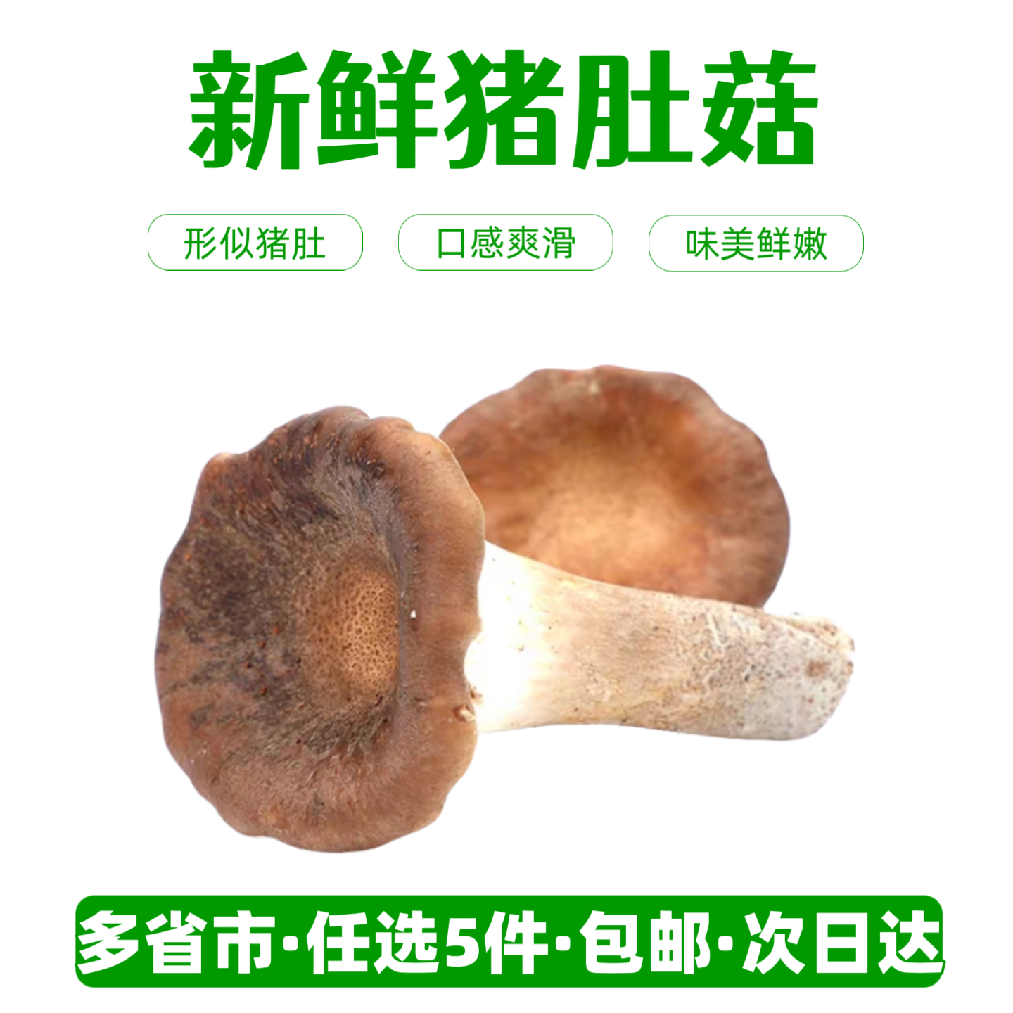 新鲜猪肚菌【任选5件包邮】云南菌菇肉厚爽滑炒菜煲汤火锅食材