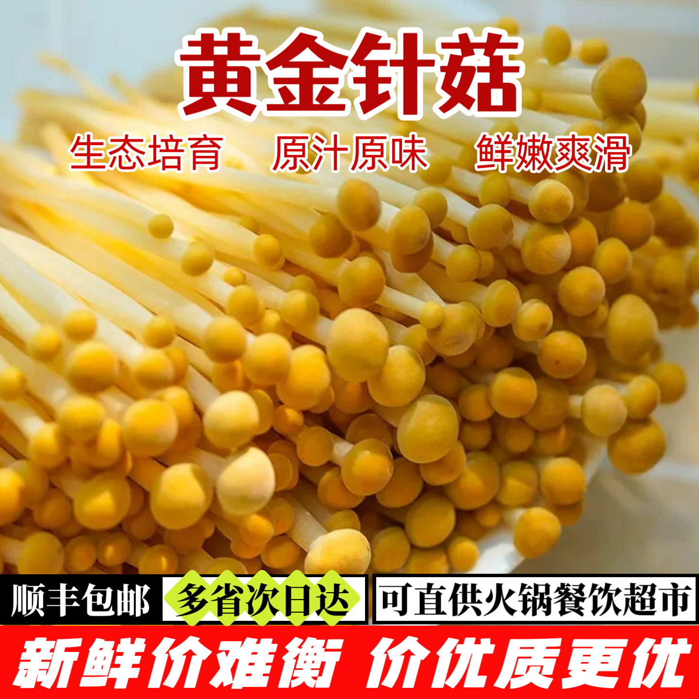 新鲜黄金针菇【顺丰包邮】黄色金针菇 脆爽鲜香 煲汤凉拌火锅食材