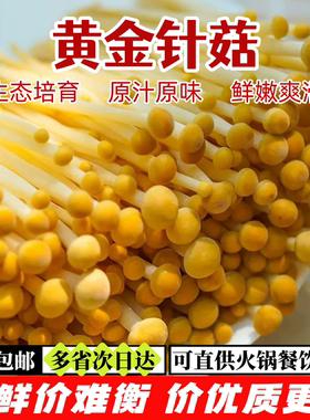 新鲜黄金针菇【顺丰包邮】黄色金针菇 脆爽鲜香 煲汤凉拌火锅食材