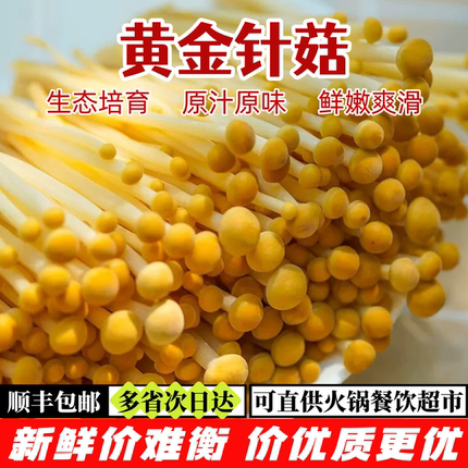 新鲜黄金针菇【顺丰包邮】黄色金针菇 脆爽鲜香 煲汤凉拌火锅食材