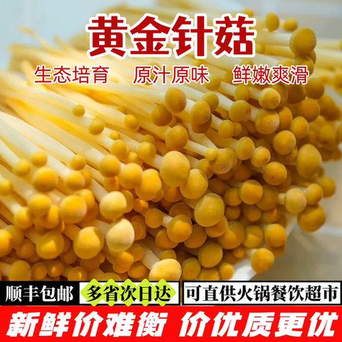 新鲜黄金针菇【顺丰包邮】黄色金针菇 脆爽鲜香 煲汤凉拌火锅食材
