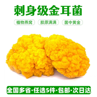 新鲜金耳菌【任选5件包邮】云南黄金耳菇 可生食刺身炖汤火锅食材