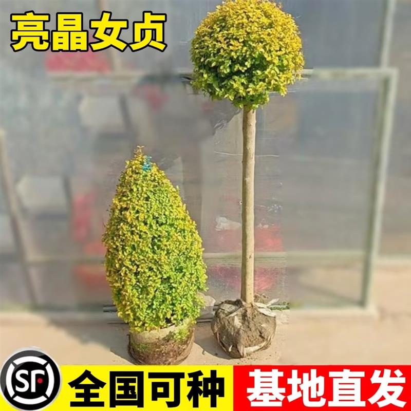 亮晶女贞棒棒糖川滇蜡树小叶亮金造型树老桩花园设计搭配花镜植物