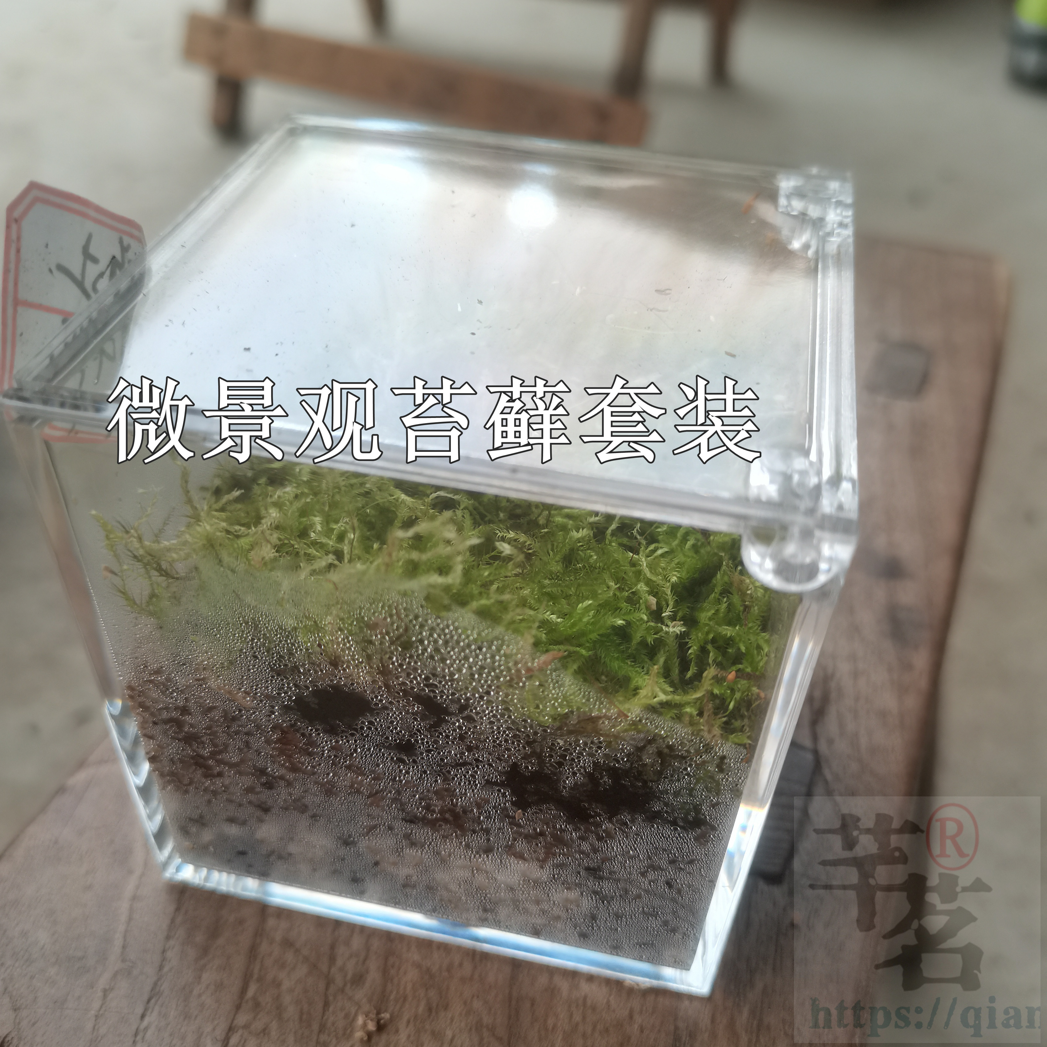 四季苔藓盆栽套装毛毛虫苔藓微景观儿童学生观察日记鲜活绿植物