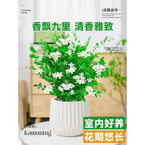 九里香盆栽茉莉花绿植室内