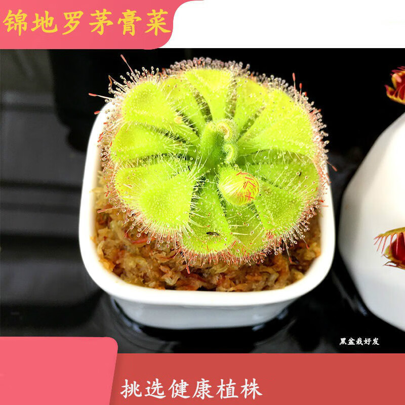 捕蝇草盆栽食虫植物锦地罗捕蚊草