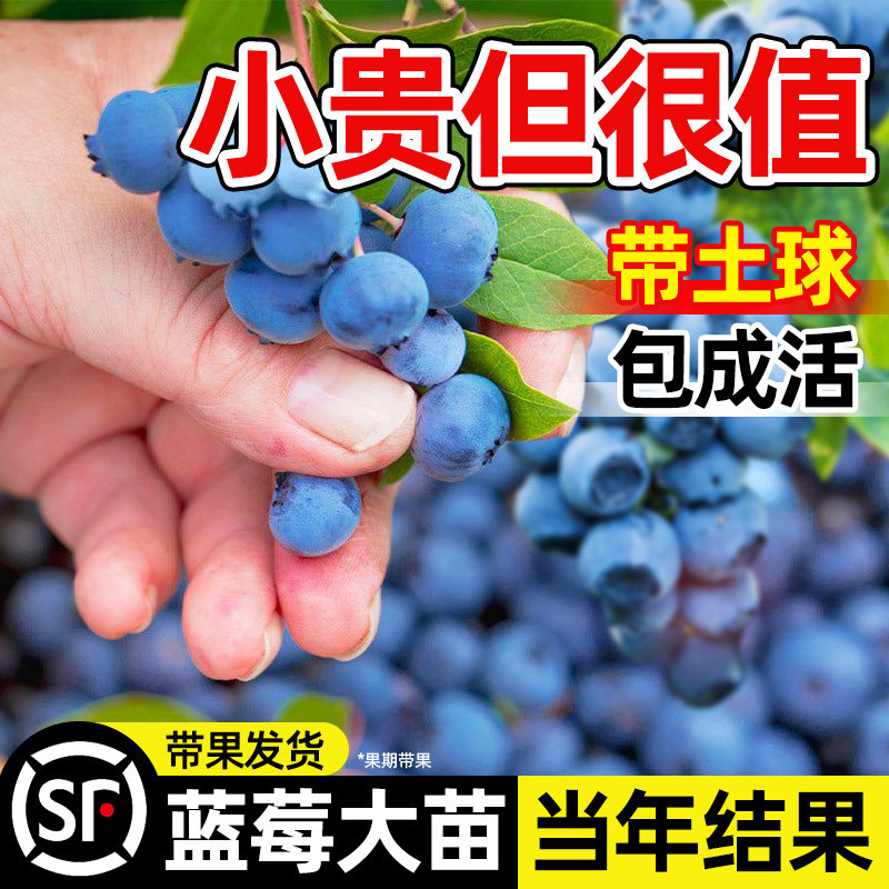 蓝莓苗户外种植蔬果盆栽带