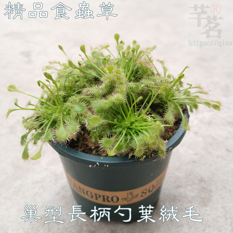 食虫草捕蝇捕虫草膏菜含盆套装