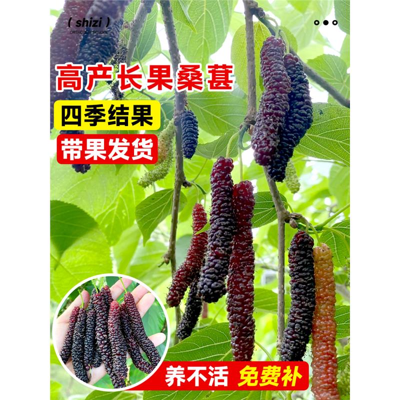 长果桑葚树苗台湾桑椹桑甚带果桑树活苗嫁接盆栽室内果树果苗阳台