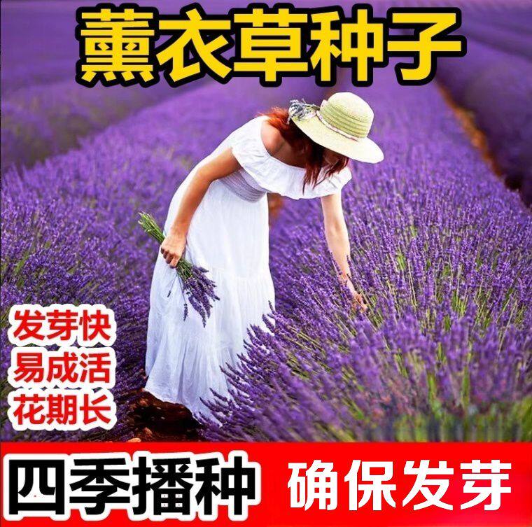 薰衣草种子秋季四季播
