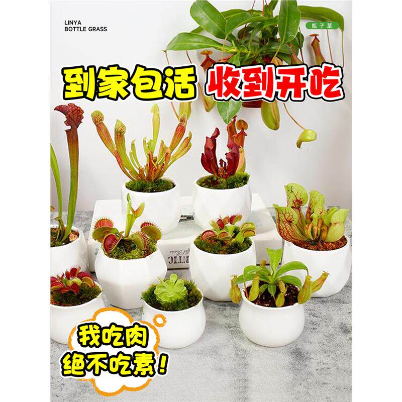 食虫植物瓶子草盆栽怪异捕