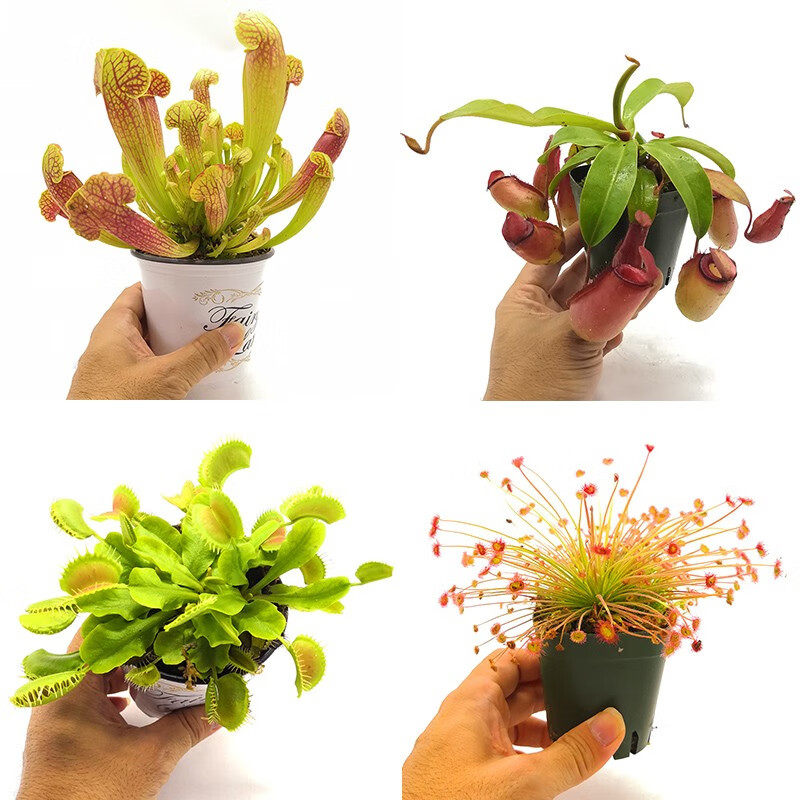 芊茗捕蝇草盆栽食虫植