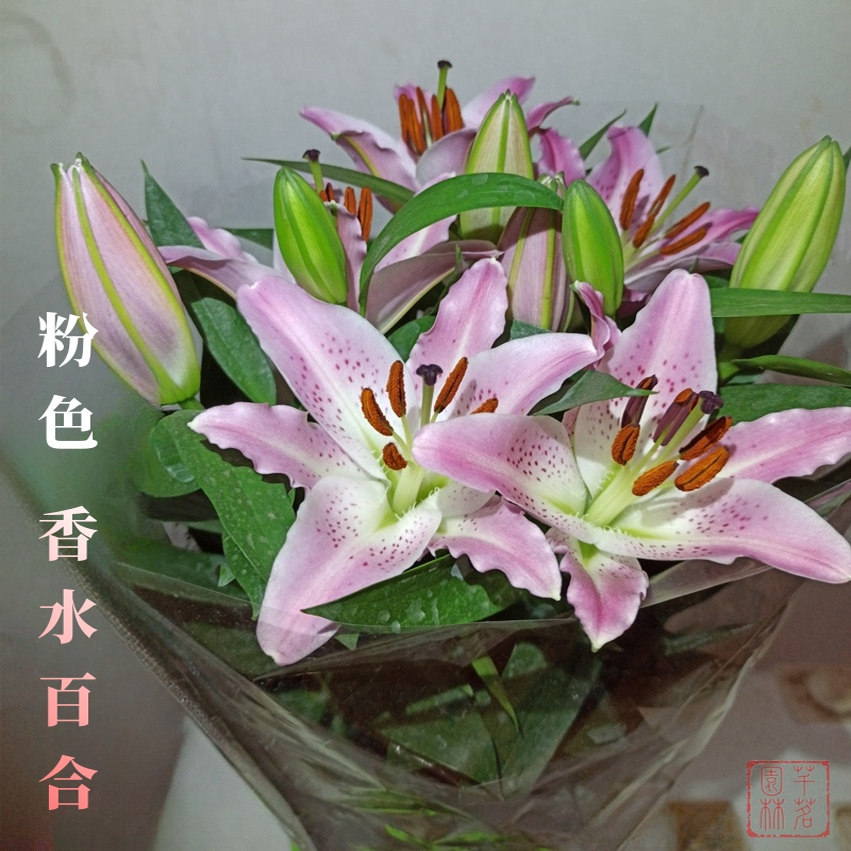 芊茗四季种植盆栽花卉客厅香水百合原盆原土带花苞6-10朵包成功活