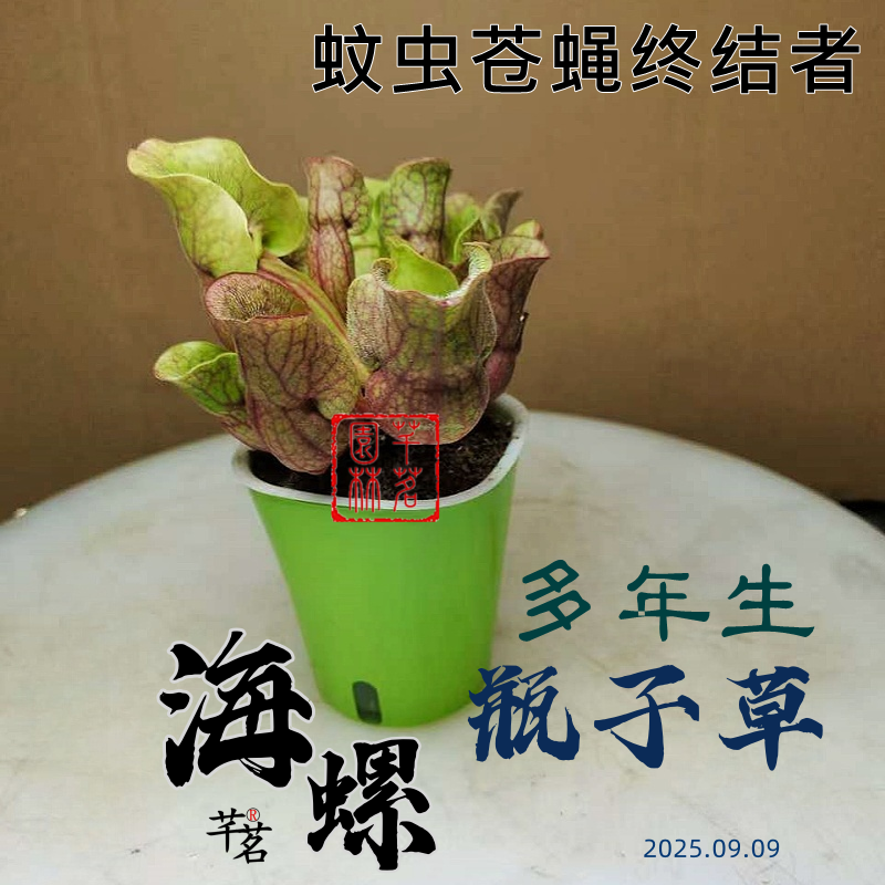水培食虫植物盆栽捕蚊草捕虫草蚊虫陷阱海螺瓶子草套装雨林杠造景