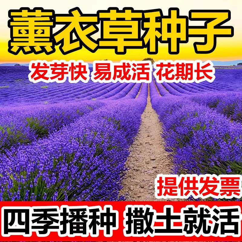 薰衣草种子四季播开花庭院