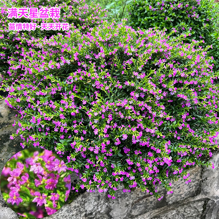 萼距花苗满天星盆栽工程绿