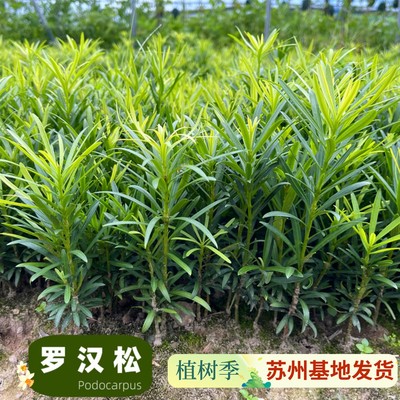 正宗小叶雀舌罗汉松树苗盆