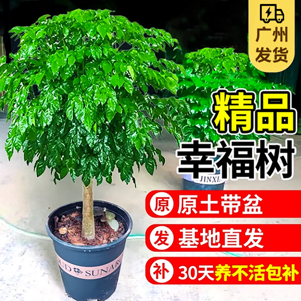 幸福树客厅大盆栽室内净化