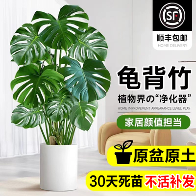 龟背竹客厅绿植室内大盆栽