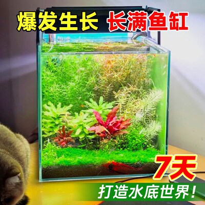 小鱼缸水草鱼缸专用制氧浮萍水草净化水质水草养鱼水榕活水草植物