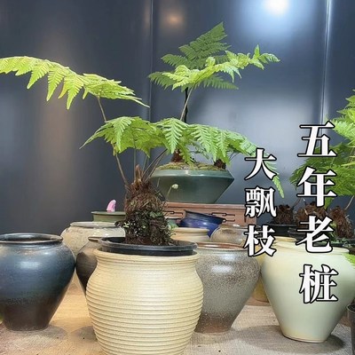 蕨类植物苔藓球水培四季小型厥类绿植老桩盆景造景大型一叶蕨盆栽