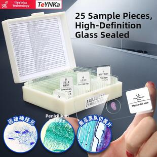 显微镜观察永久标本切片25片装学生教学实验动植物细菌样本载玻片