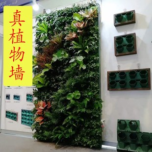 绿植墙真绿植阳台挂式花架壁挂式庭院立体垂直绿化种植植物墙花盆