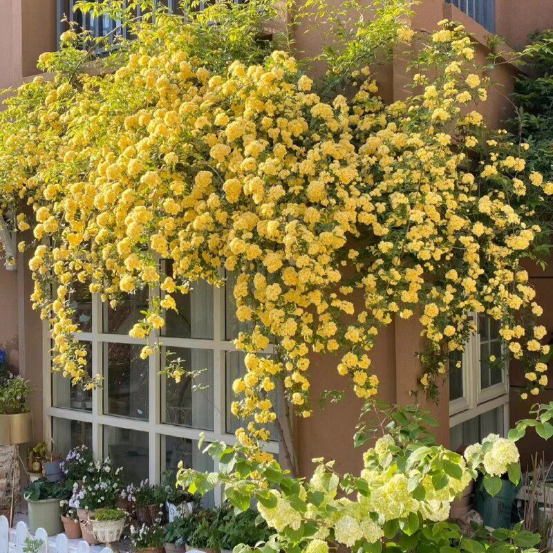 黄木香花苗爬藤植物庭院爬墙耐寒花卉浓香四季红木香藤本月季盆栽