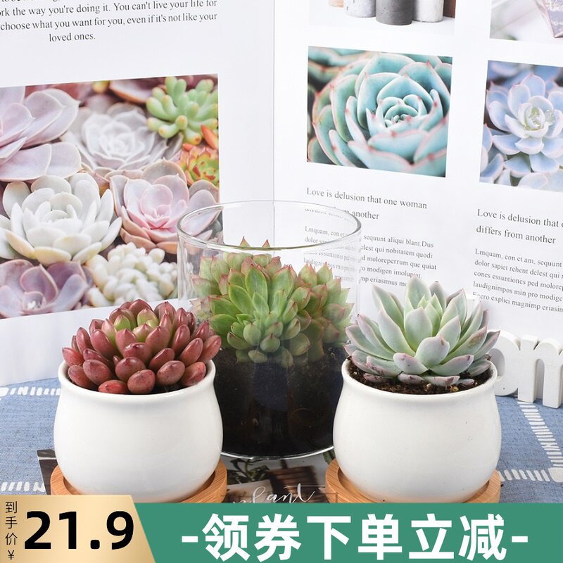 碧绿园多肉植物套餐组合盆栽肉嘟嘟室内肉肉花植物含花盆桌面绿植