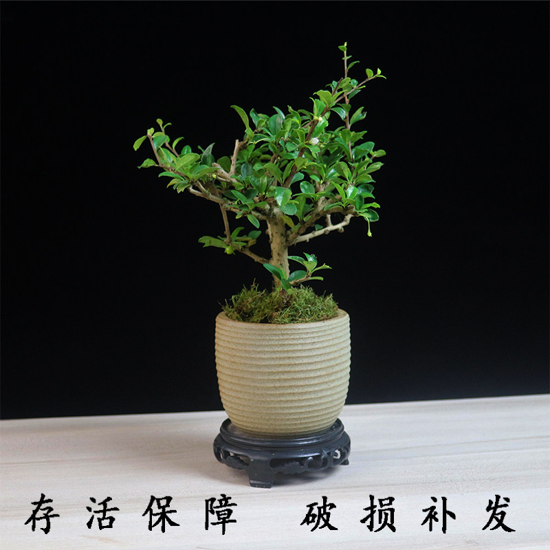 福建茶盆景植物盆栽办公室绿植室内客厅茶桌摆件悬崖造景茶树花卉