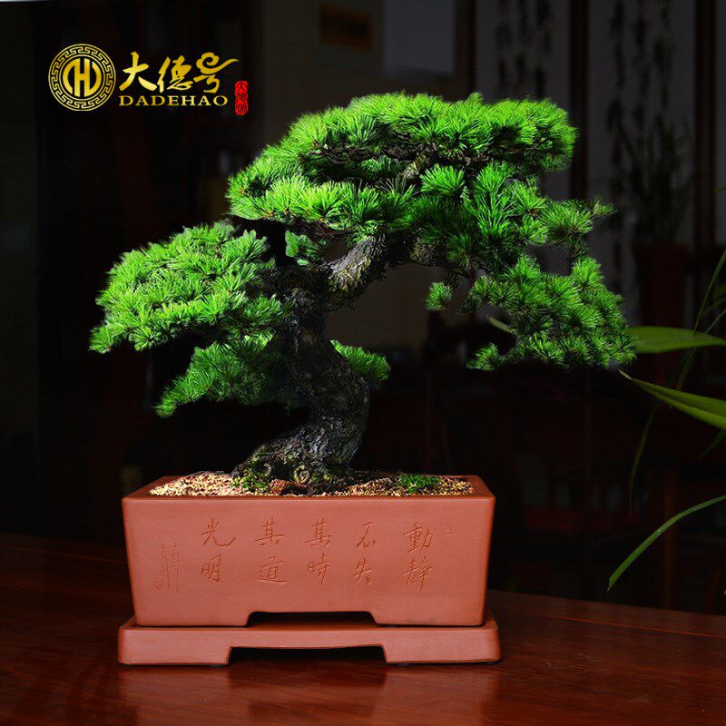 宜兴紫砂花盆长方盆景盆带托盘室内花卉陶瓷花盆盆栽粗陶盆欧式盆