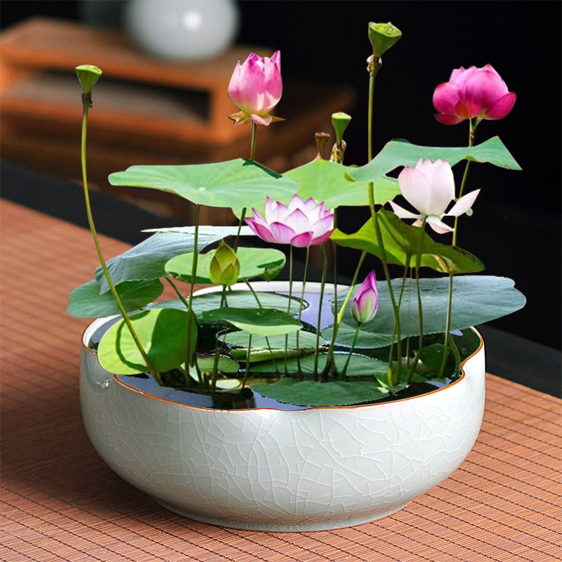 碗莲专用盆缸铜钱草睡莲一叶莲水仙花盆金钱草水培植物盆无孔陶瓷