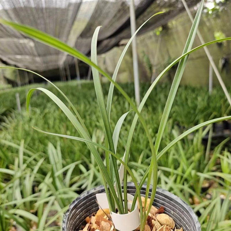 【春兰】阿里山素白雪冰心素花细叶浓香型兰花好养活绿植花卉盆栽