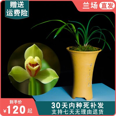 【夏皇梅】兰花建兰名贵兰草浓香兰花苗带花苞盆栽植物大众国兰场