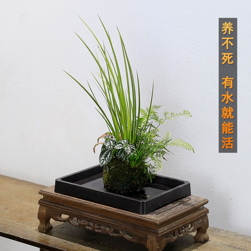 菖蒲盆栽懒人水培植物苔藓球山野草微景观室内客厅办公室桌面绿植