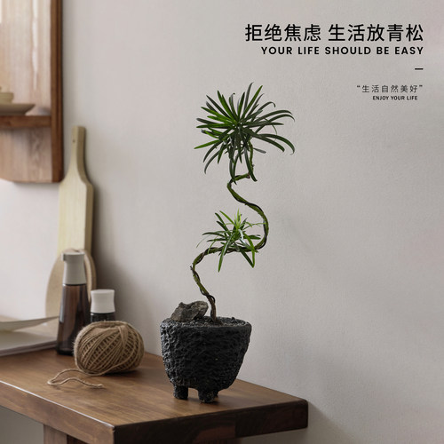 造型罗汉松盆栽放青松绿植物盆景好养活办公室放轻松室内桌面摆件